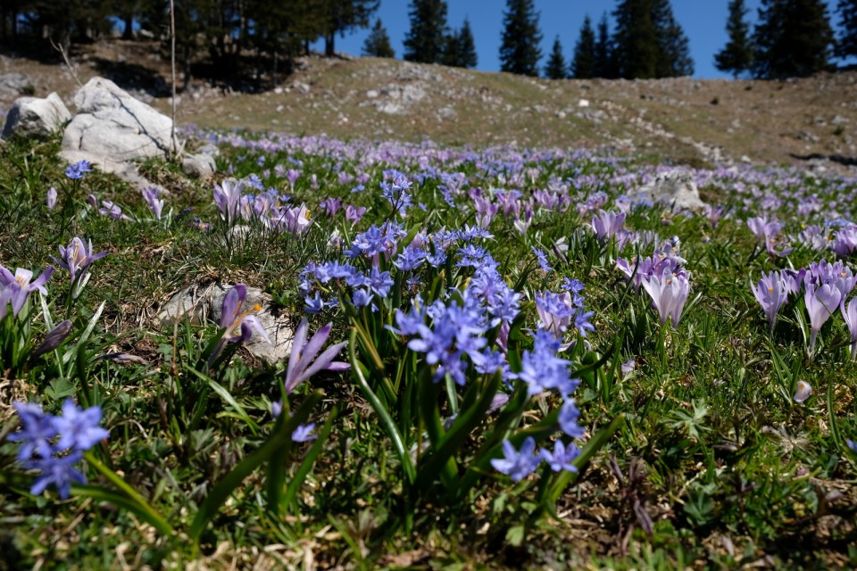 2019_04_21 Vivodnik - Menina planina - foto povečava