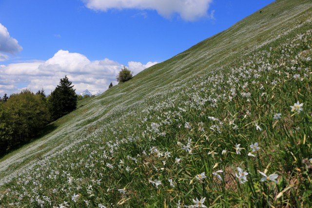 2019_06_01 Golica in Struška - foto