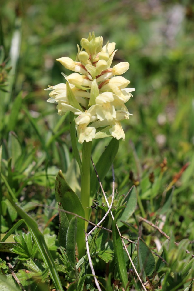 2019_06_01 Golica in Struška - foto povečava