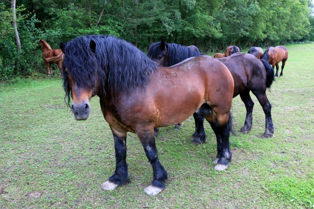 2019_06_05 Hrvaška 1. dan - Lonjsko polje - foto