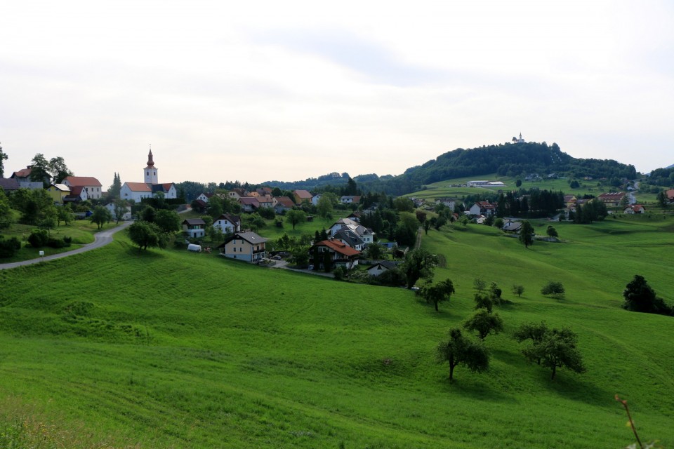 2019_06_15 Planina pri Sevnici . Lisca - foto povečava