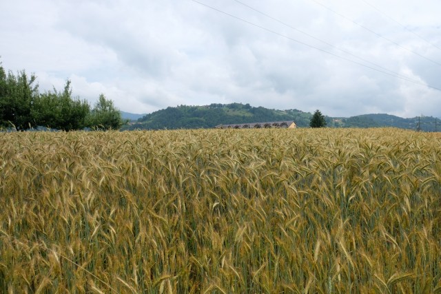 2019_06_18 iz Dol. Boštanja na Topolovec - foto