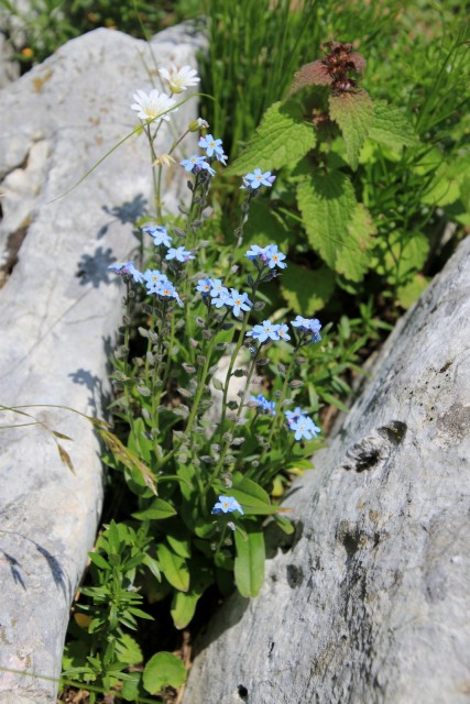 2019_07_16 Žrd / Sart - foto