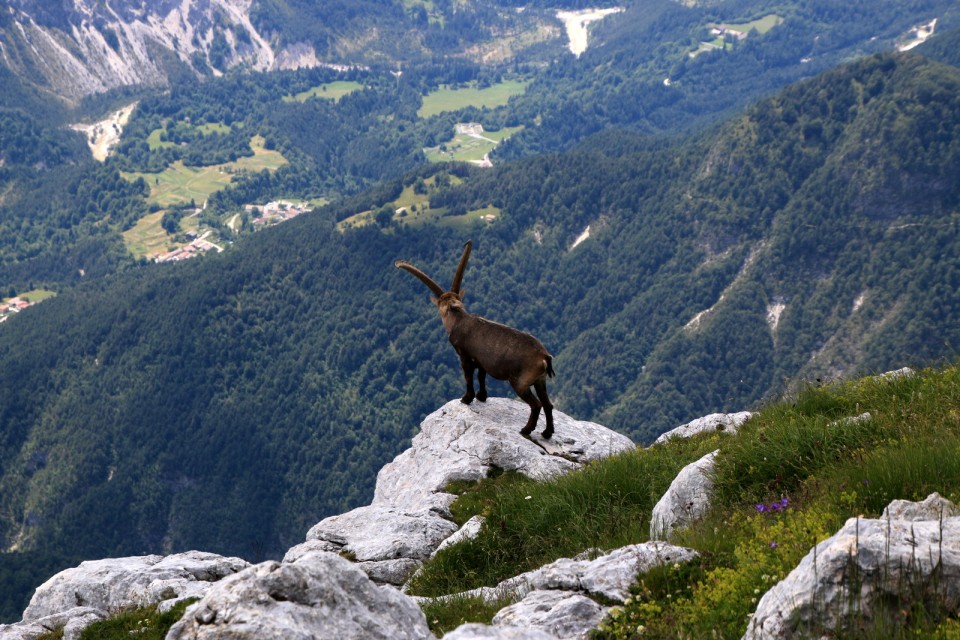 2019_07_16 Žrd / Sart - foto povečava