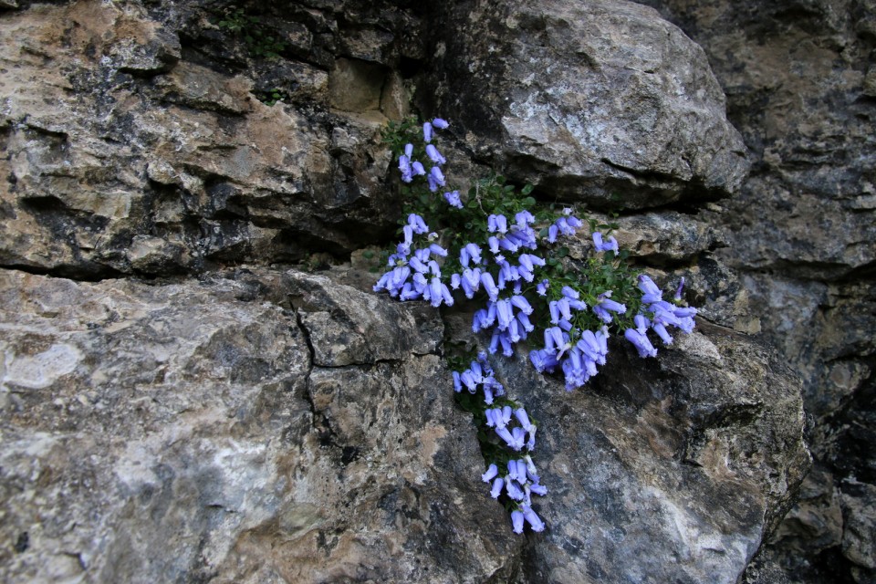 2019_07_30 Peca - Kordeževa glava - foto povečava