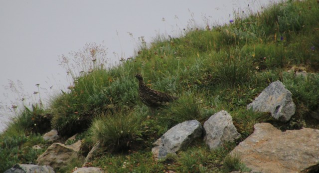 2019_08_10 Monte Peralba ( 2694 m )  - foto