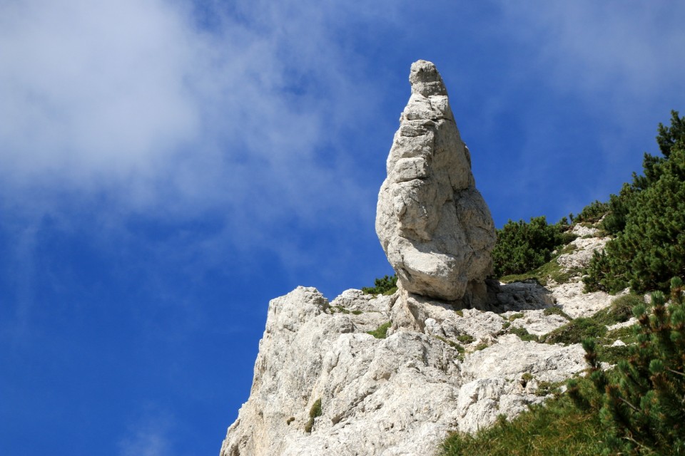 2019_08_15 Pot stoletnice Male bele špice - foto povečava