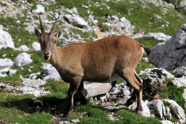 2019_08_15 Pot stoletnice Male bele špice - foto