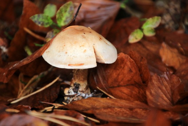 2019_11_07 Osredek pri Krmelju iz Radeč - foto