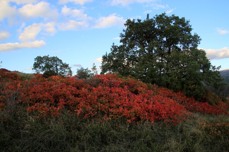 2019_11_10 Veli Badin - spodmoli - foto povečava