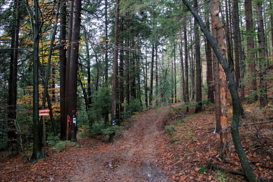 2019_11_17 Gozdnik in Mrzlica - foto povečava