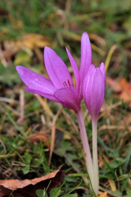 2019_11_19 Basališče in Špik  - foto