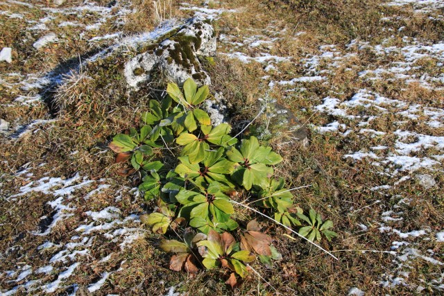 2019_11_03 sedlo pod Slatnerjem nad Kofcami - foto