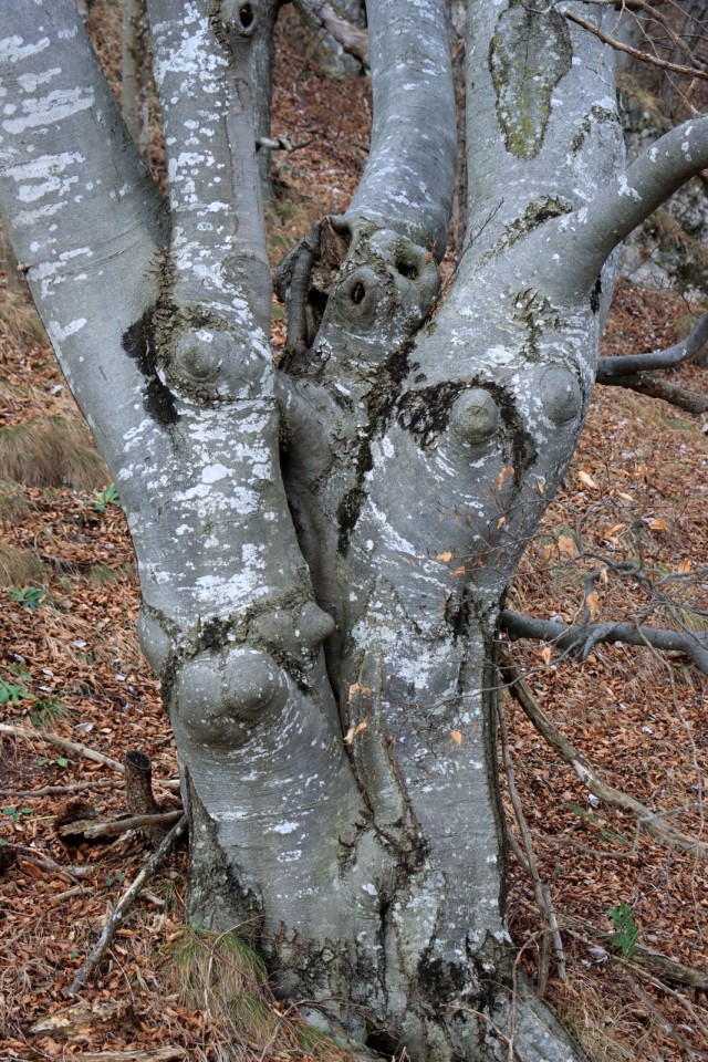 2019_12_20 Lisca - foto povečava