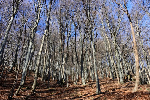 2019_12_26 Veliko Kozje - foto