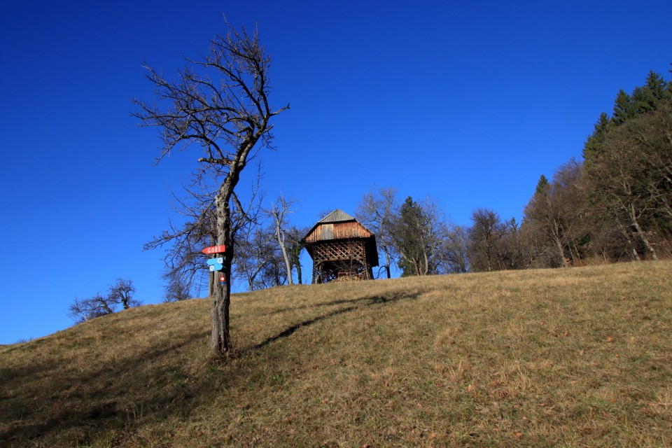 2020_01_04 Kopitnik - foto povečava