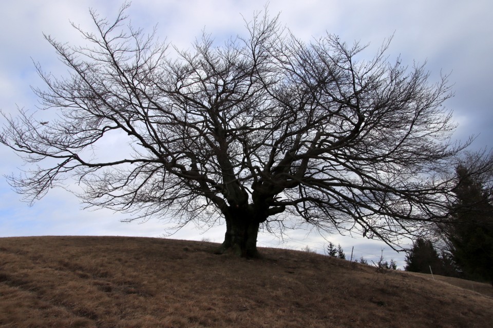 2020_02_11 Kal - foto povečava