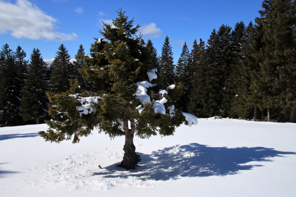 2020_03_08 Veliki Travnik - foto povečava