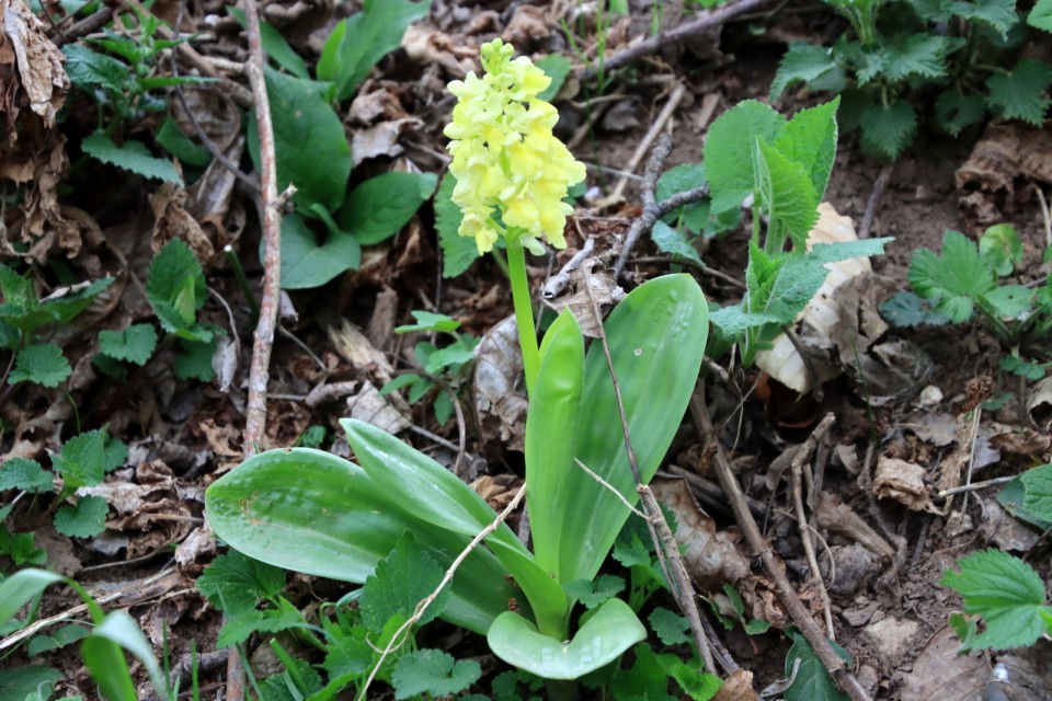 2020_04_13 Nebeška gora - foto povečava