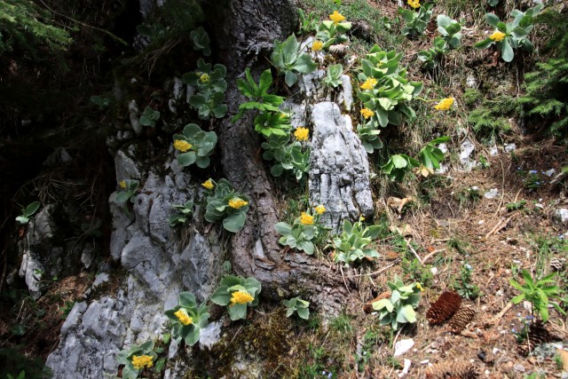 2020_05_09 Uršlja gora ( Plešivec ) - foto