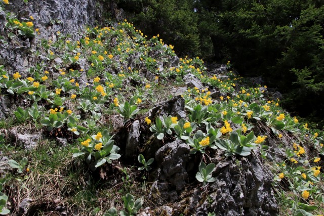 2020_05_09 Uršlja gora ( Plešivec ) - foto