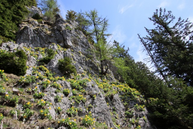 2020_05_09 Uršlja gora ( Plešivec ) - foto
