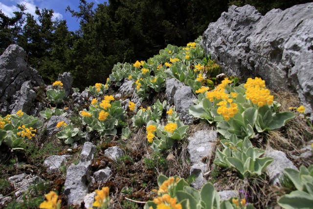 2020_05_09 Uršlja gora ( Plešivec ) - foto