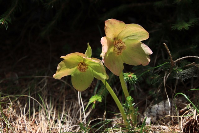 2020_05_09 Uršlja gora ( Plešivec ) - foto