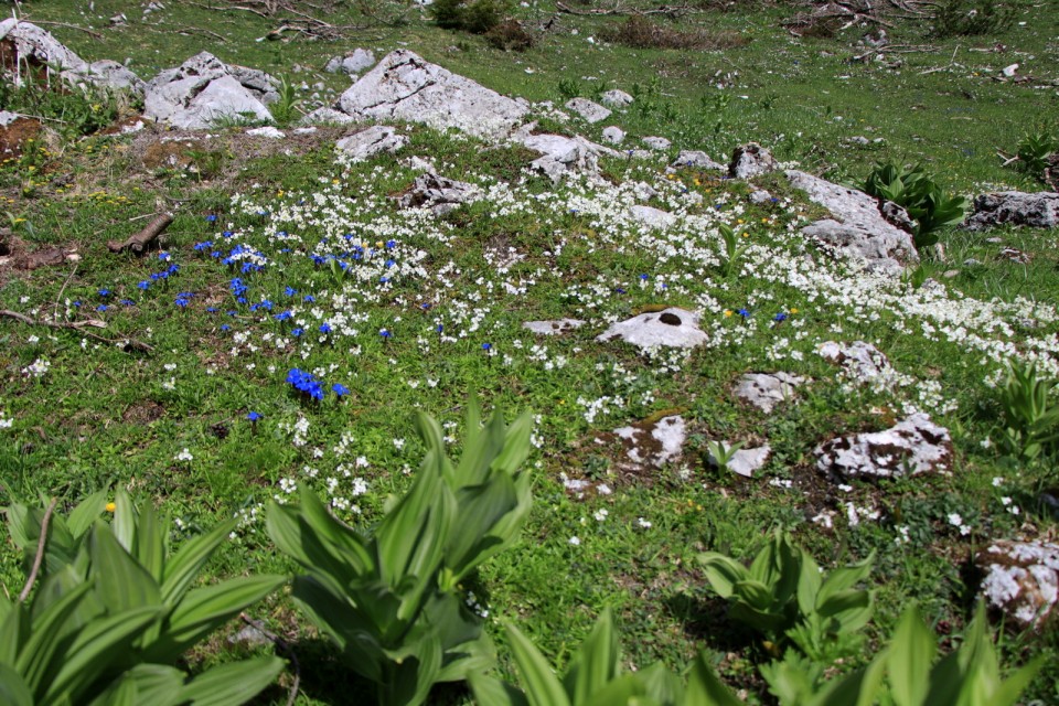 2020_05_31 Rodica ( 1966 m )  - foto povečava