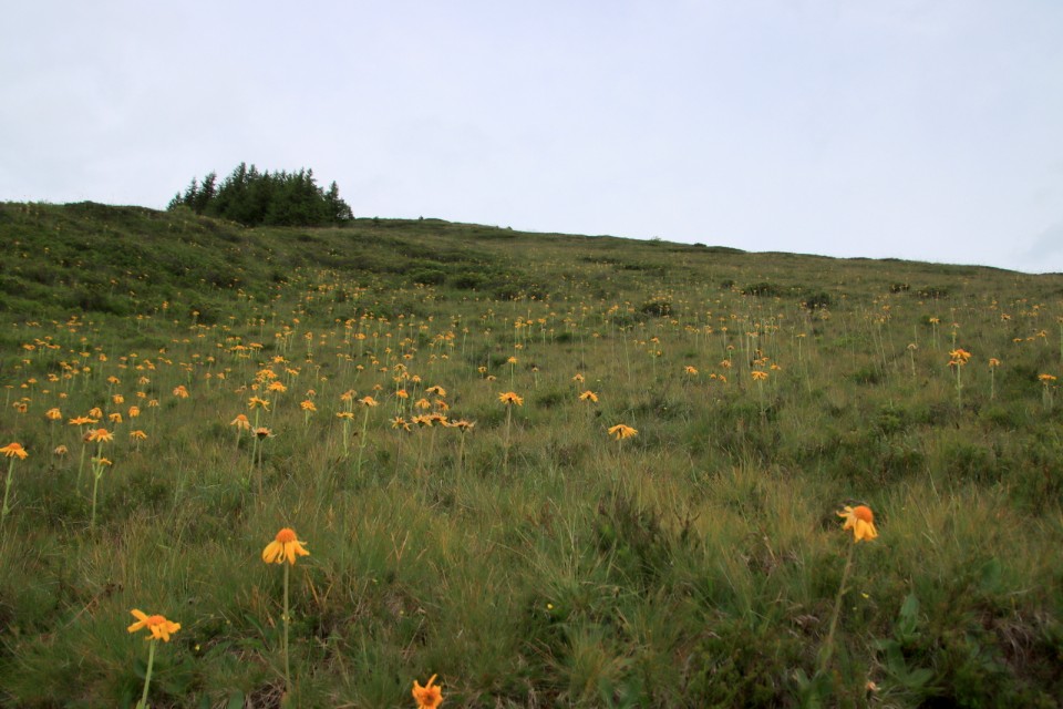 2020_07_15 Švica - 5 dan - Maschgenkamm  - foto povečava