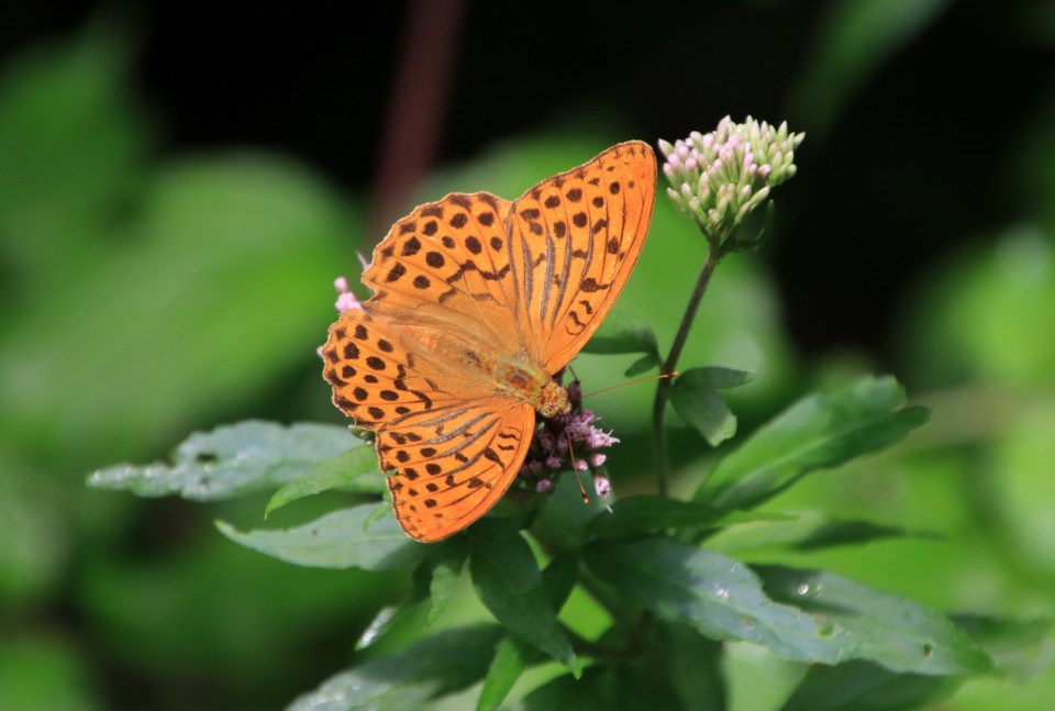 2020_08_03 Lisca - sprehod med metulji - foto povečava