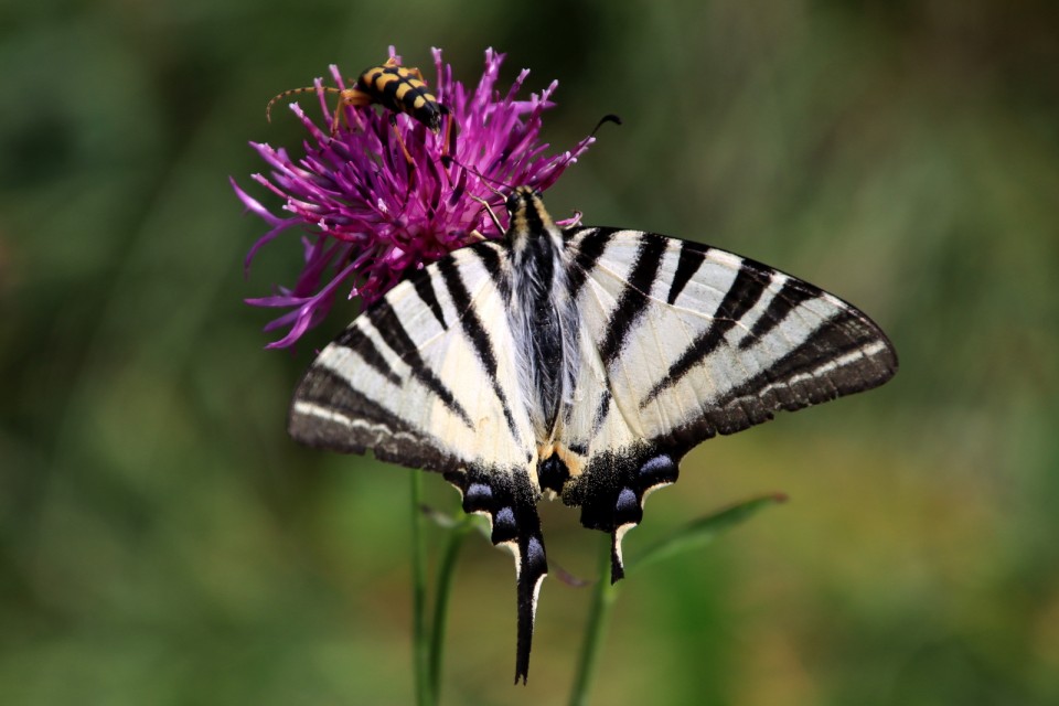 2020_08_03 Lisca - sprehod med metulji - foto povečava