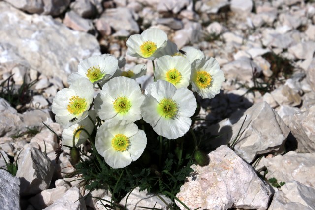 2020_08_09 Velika Črnelska špica ( 2332 m ) - foto