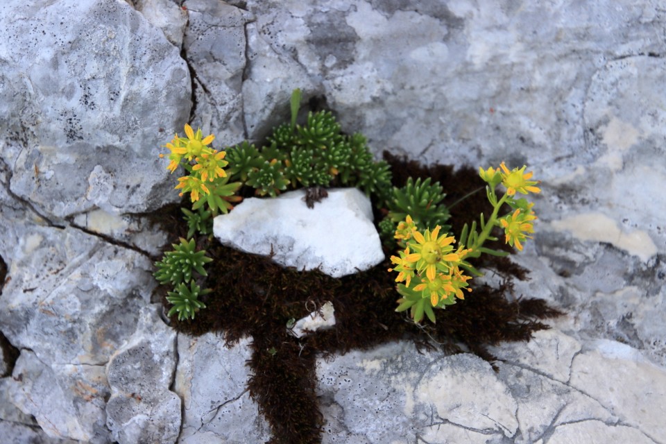 2020_08_09 Velika Črnelska špica ( 2332 m ) - foto povečava