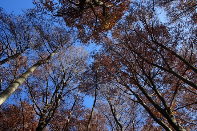 2020_11_07 Veliko Kozje in sv. Lovrenc - foto