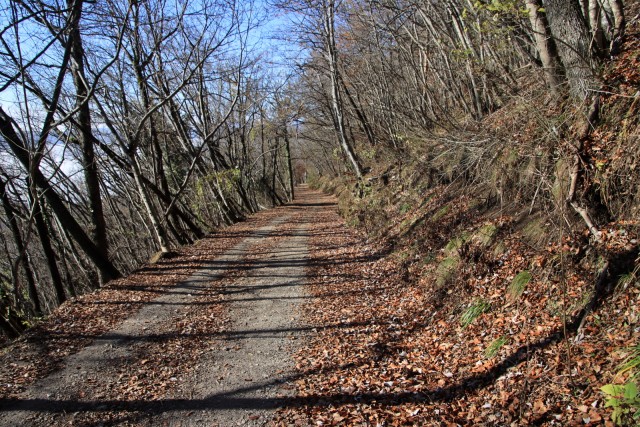 2020_11_18  Lisca - foto