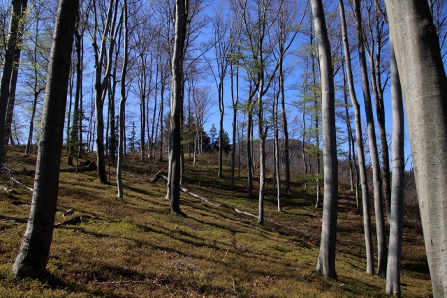 2021_04_21 Peklarjev hrib in Lovrenc - foto