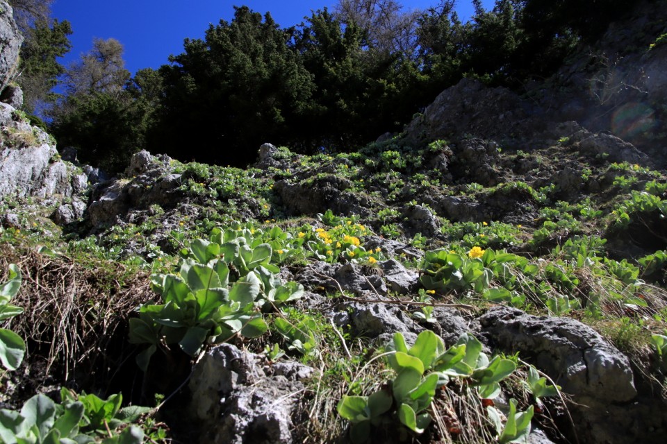2021_05_09 Uršlja gora ( 1699 m )  - foto povečava