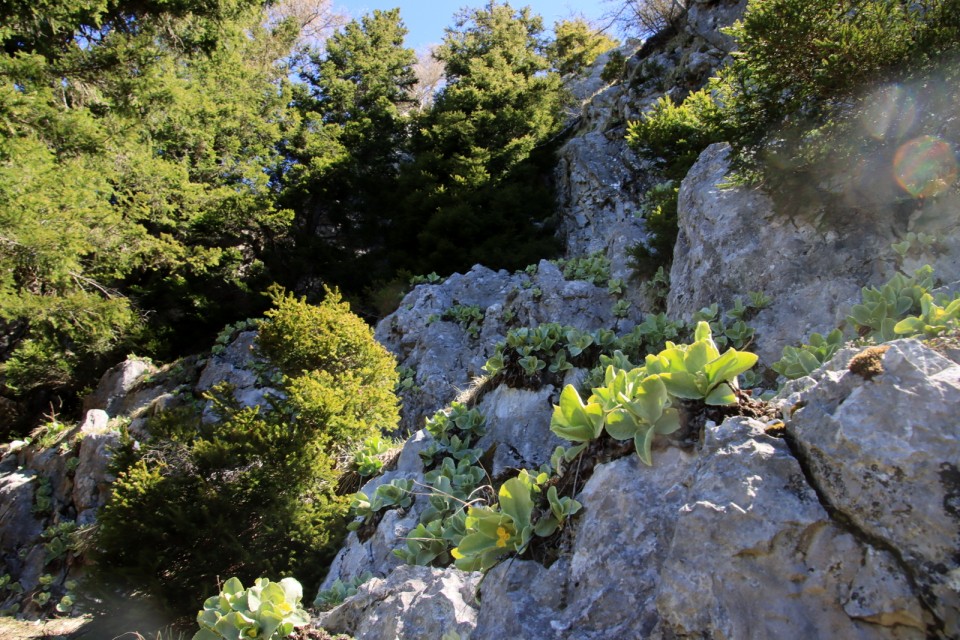 2021_05_09 Uršlja gora ( 1699 m )  - foto povečava