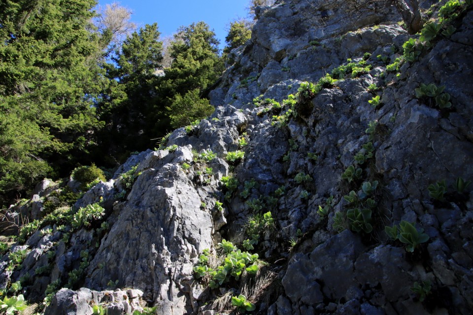 2021_05_09 Uršlja gora ( 1699 m )  - foto povečava