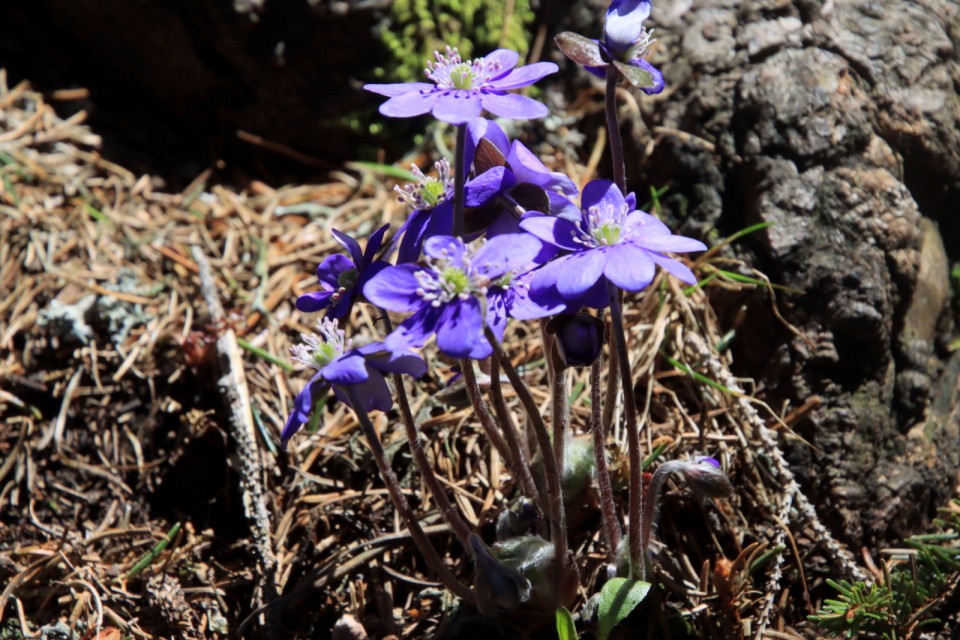 2021_05_09 Uršlja gora ( 1699 m )  - foto povečava