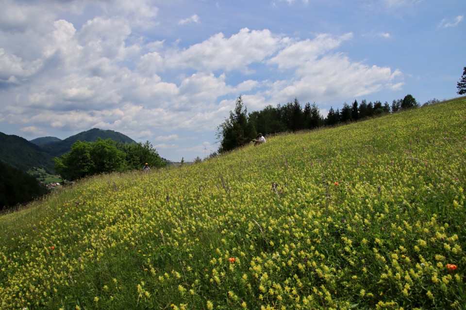 2021_06_12 Lisca - Lovrenc - Radež - foto povečava