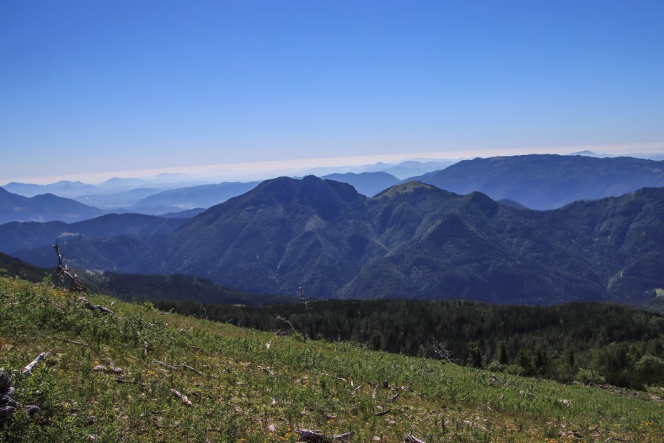 2021_07_06 ( Lučki dedec ( 2023 m )  - foto povečava