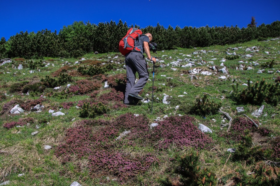2021_07_06 ( Lučki dedec ( 2023 m )  - foto povečava