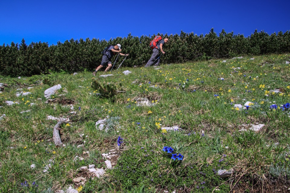 2021_07_06 ( Lučki dedec ( 2023 m )  - foto povečava