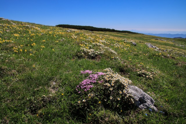 2021_07_06 ( Lučki dedec ( 2023 m )  - foto