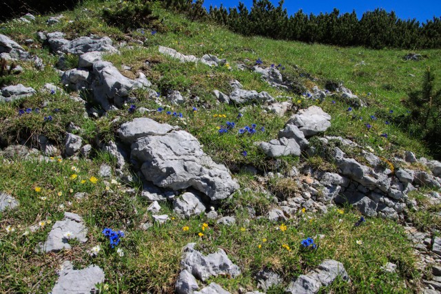 2021_07_06 ( Lučki dedec ( 2023 m )  - foto