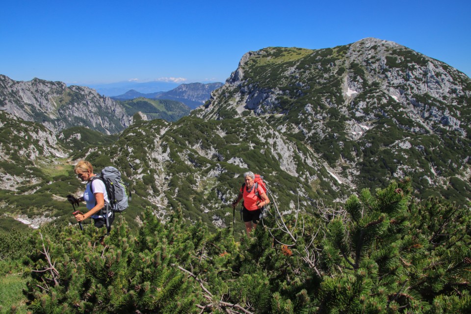 2021_07_06 ( Lučki dedec ( 2023 m )  - foto povečava