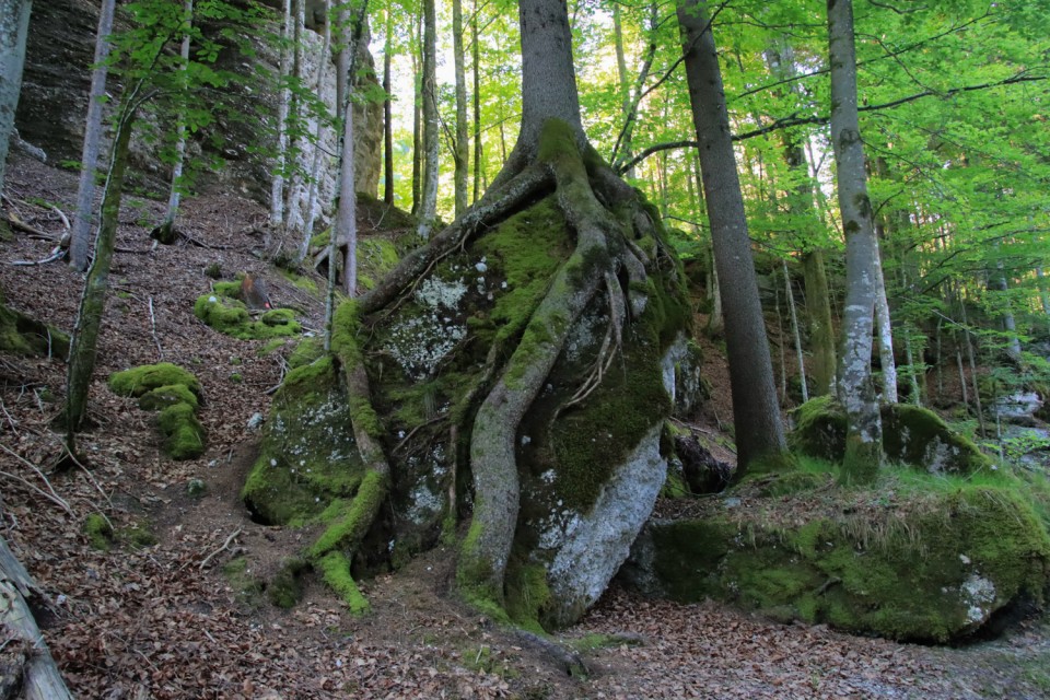 2021_07_10 Vrtaško sleme ( 2077 m )  - foto povečava