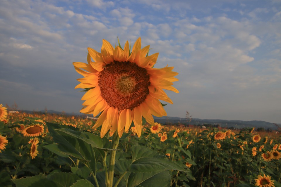 2021_07_23 Krško polje - sončnice - foto povečava